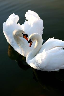 Download Two Swans in Love Journal: 150 Page Lined Notebook/Diary -  | PDF