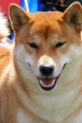 Read Red Shiba Inu Dog Portrait Journal: 150 Page Lined Notebook/Diary -  | ePub