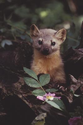 Full Download Say Hello to the Beech Marten Journal: 150 Page Lined Notebook/Diary -  | ePub