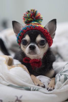 Read Online Chihuahua Notebook: Blank Lined Journal: Adorable Chihuahua in a Hat - Pampered Pooch Stationery file in PDF